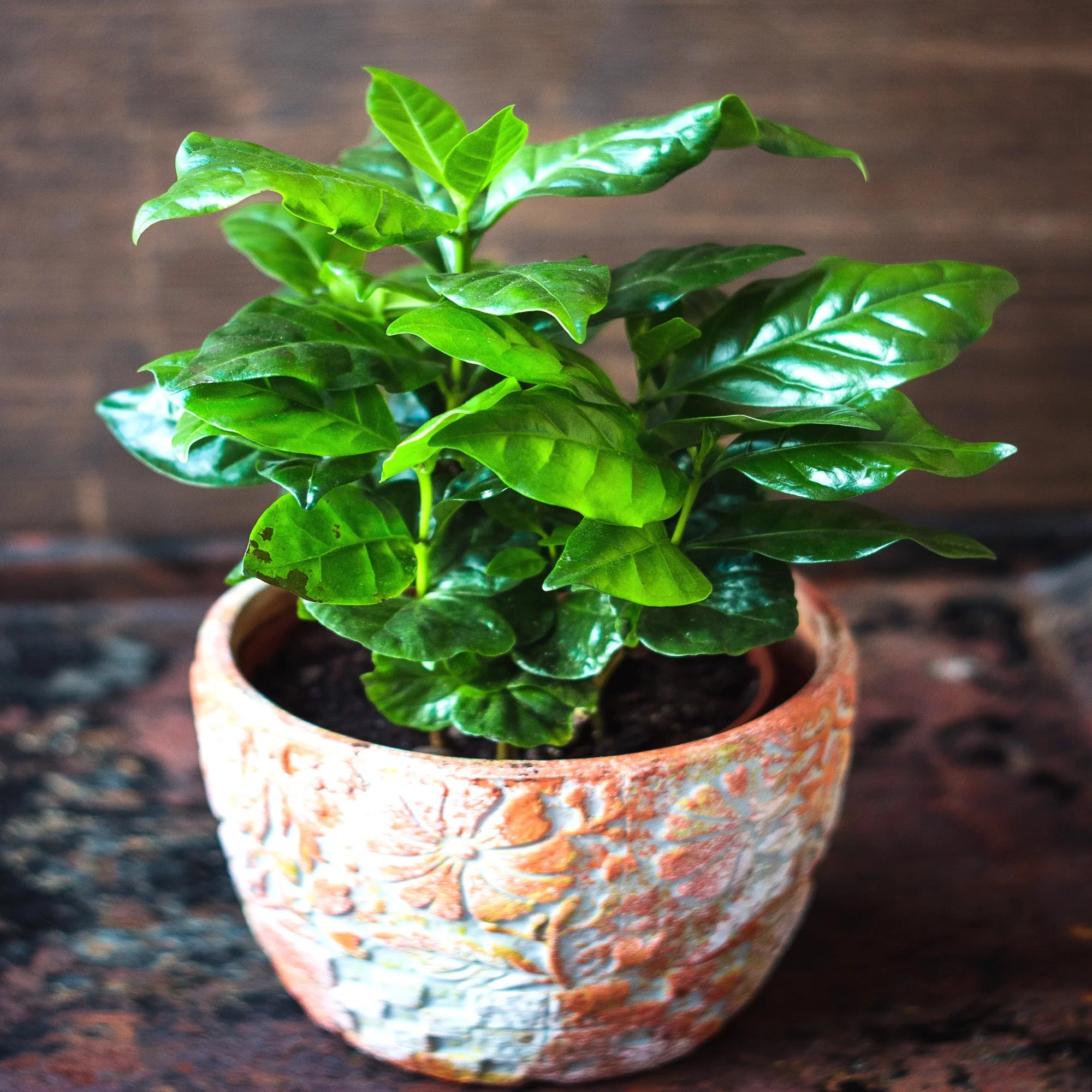 House Plant Seeds