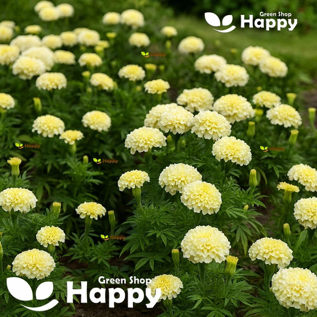 African marigold 'Kilimanjaro' - 60 seeds (Tagetes erecta)