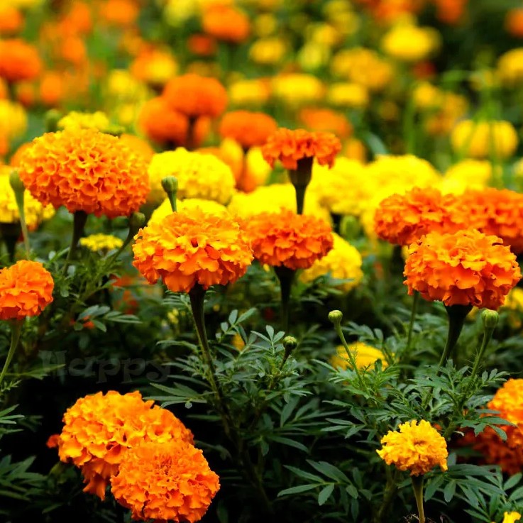African marigold 'Crackerjack mixed'  - 300 seeds (Tagetes erecta)