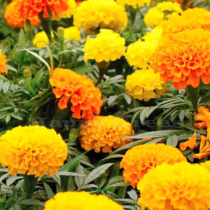 African marigold 'Crackerjack mixed'  - 300 seeds (Tagetes erecta)