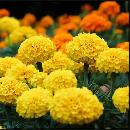 African marigold 'Crackerjack mixed'  - 300 seeds (Tagetes erecta)