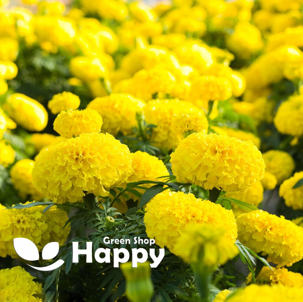 African Marigold 'Mary Helen' - 300 seeds (Tagetes erecta)