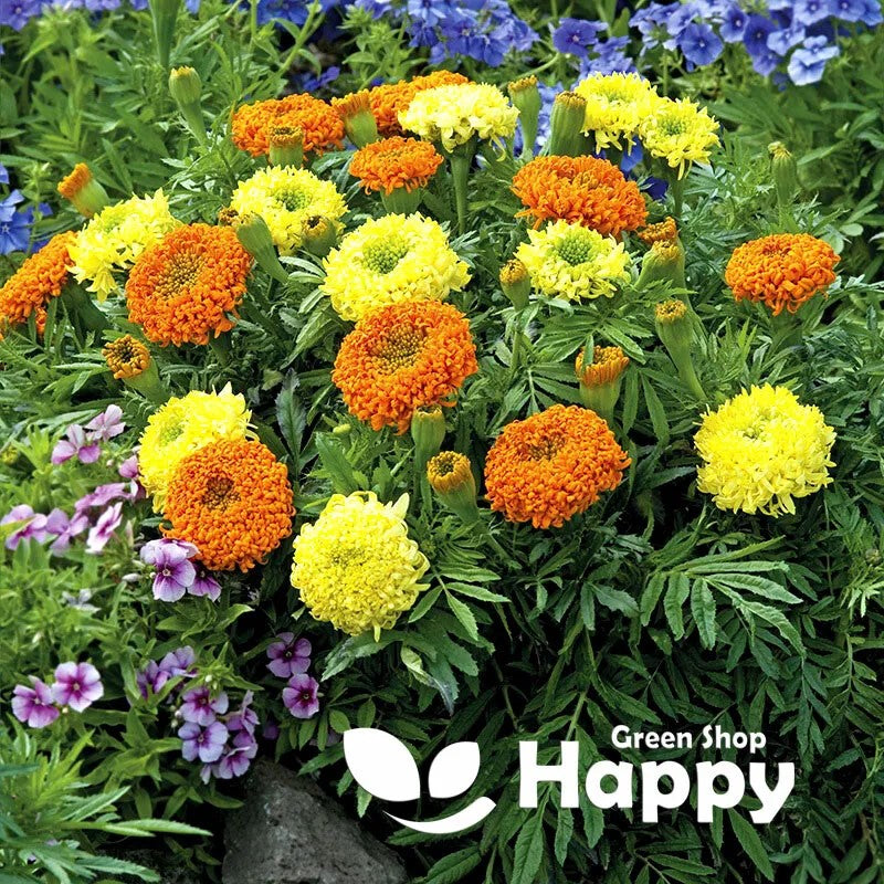 African Marigold 'Spun mix' - 100 seeds (Tagetes erecta)