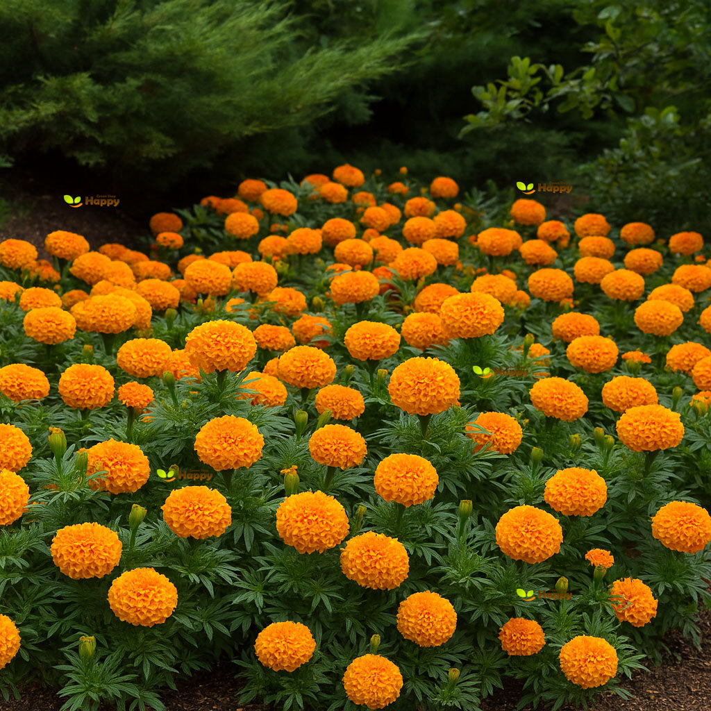 African marigold 'Sierra orange' - 300 seeds (Tagetes erecta)