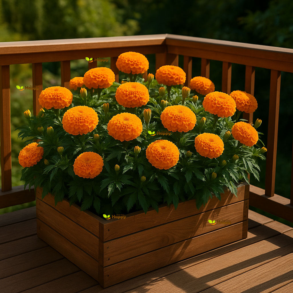 African marigold 'Sierra orange' - 300 seeds (Tagetes erecta)