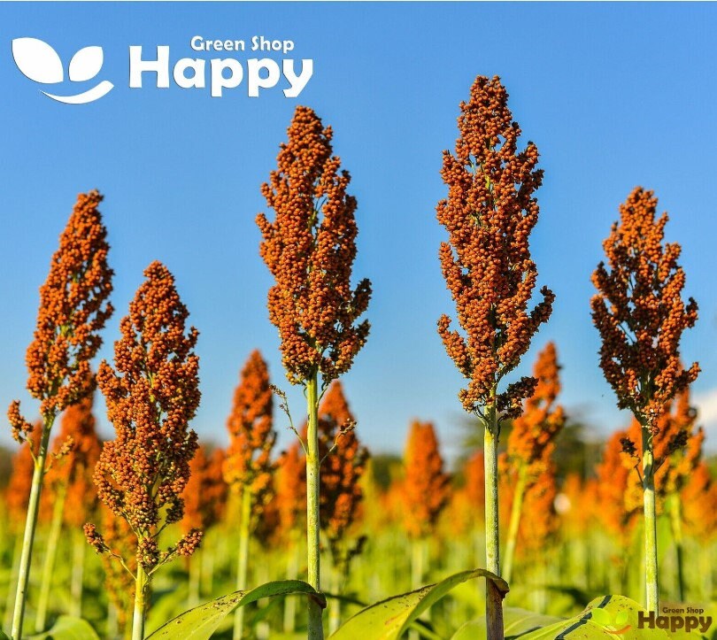 Black Millet Grass - 100 seeds (Sorghum nigrum)