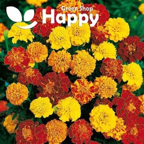 French Marigold 'Bonita mix' dwarf double - 350 seeds (Tagetes patula nana)