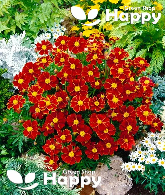 French Marigold 'Favourite single' - 150 seeds (Tagetes Patula nana)