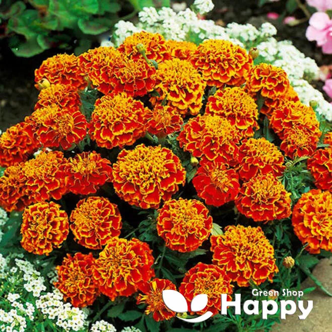 French marigold 'Honeycomb' - 350 seeds (Tagetes patula nana)