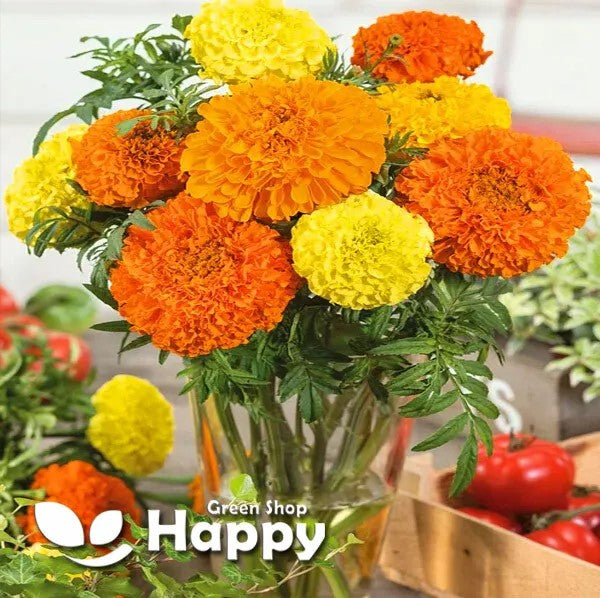 Dwarf African Marigold 'Calando Mix' - 150 seeds (Tagetes Erecta)