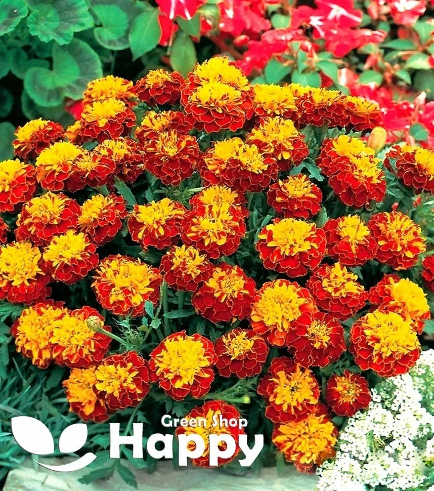 French marigold 'Champion Harmony' - 300 seeds (Tagetes patula nana)