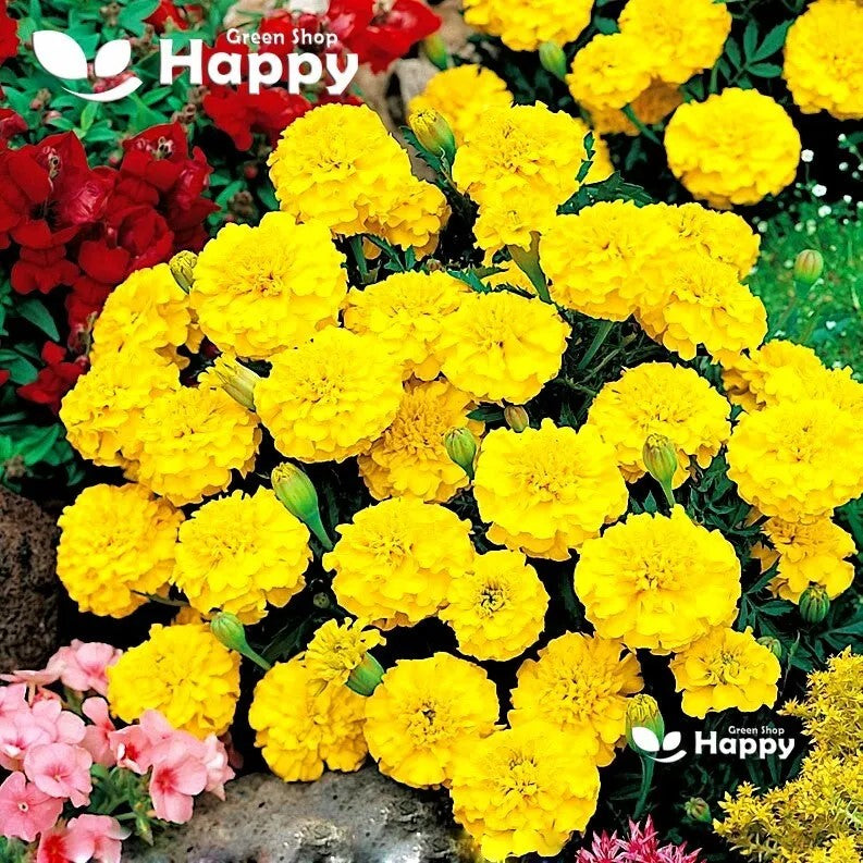 French marigold 'Petite' yellow - 350 seeds (Tagetes patula nana)
