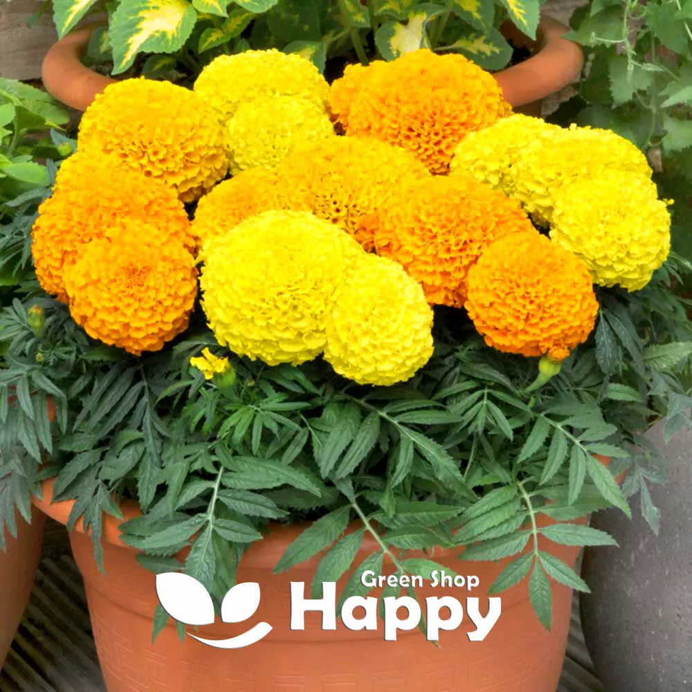 African Marigold Dwarf 'Maximix' - 300 seeds (Tagetes erecta nana)