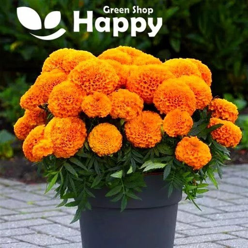 African Marigold Tall F1 Orange - 15 seeds (Tagetes erecta)