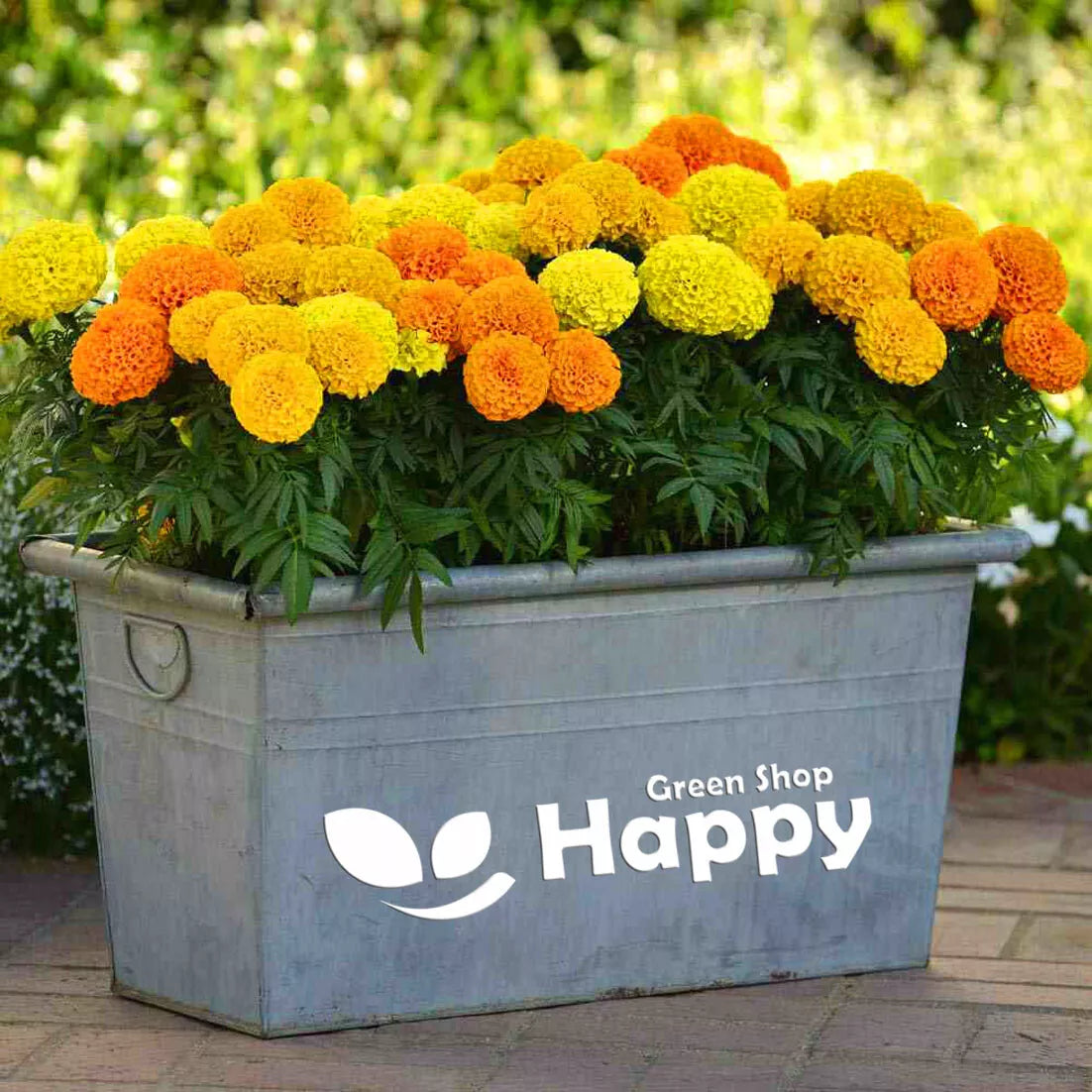 African Marigold 'Sierra Mix' - 300 seeds (Tagetes erecta)