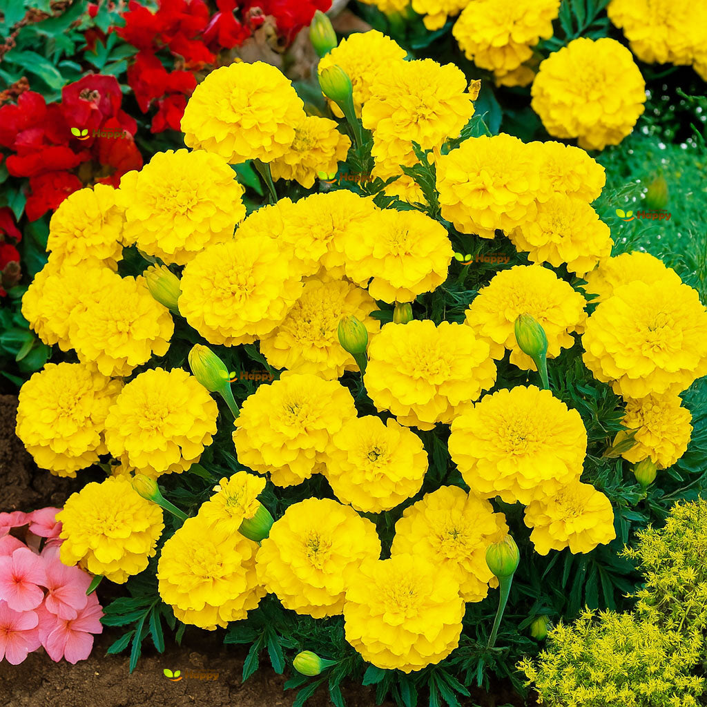 French Marigold double 'Honey Moon' - 350 seeds (Tagetes patula)