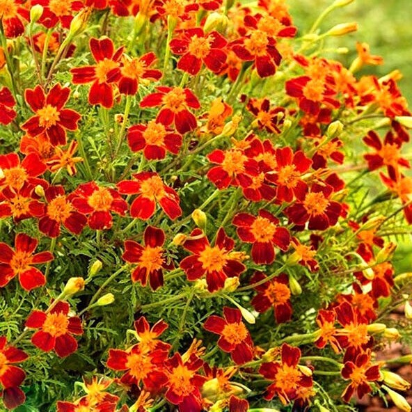 Signet marigold 'Red Gem' - 450 seeds (Tagetes tenuifolia)