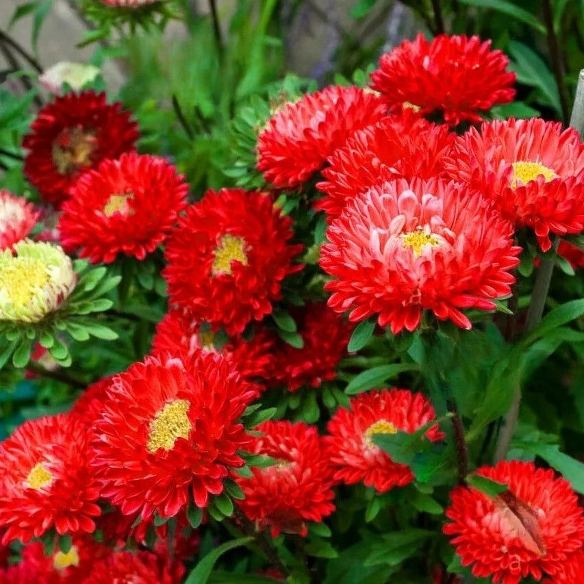 China Aster Scarlet - 400 seeds (Callistephus chinensis)
