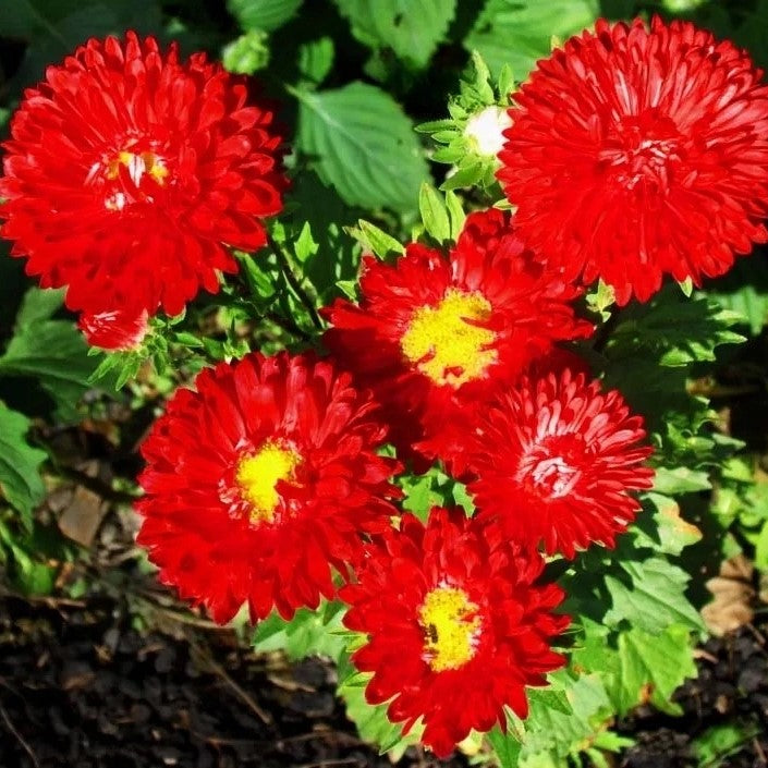 China Aster Scarlet - 400 seeds (Callistephus chinensis)