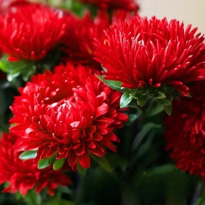China Aster Scarlet - 400 seeds (Callistephus chinensis)