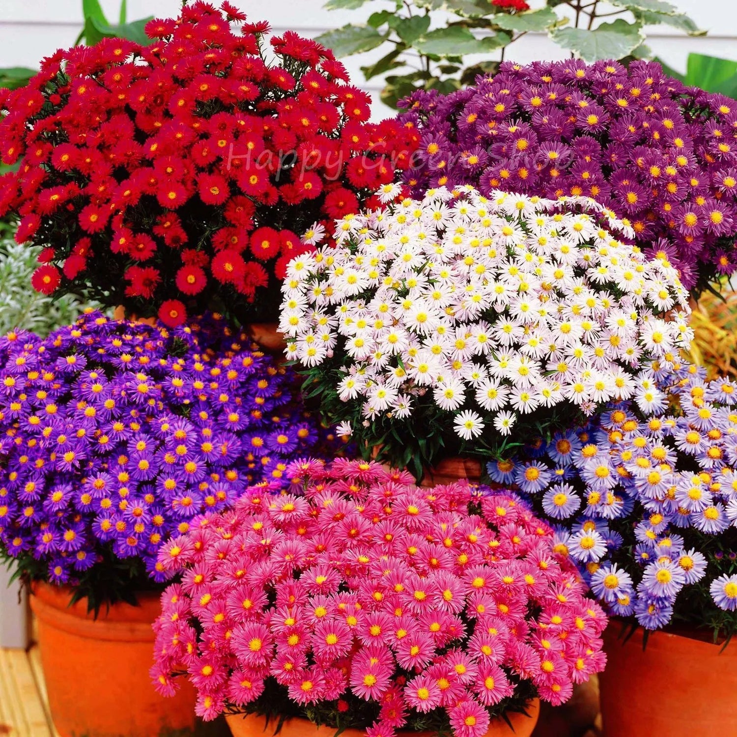 Aster dwarf 'Pinocchio' mixed - 300 seeds (Callistephus chinensis)