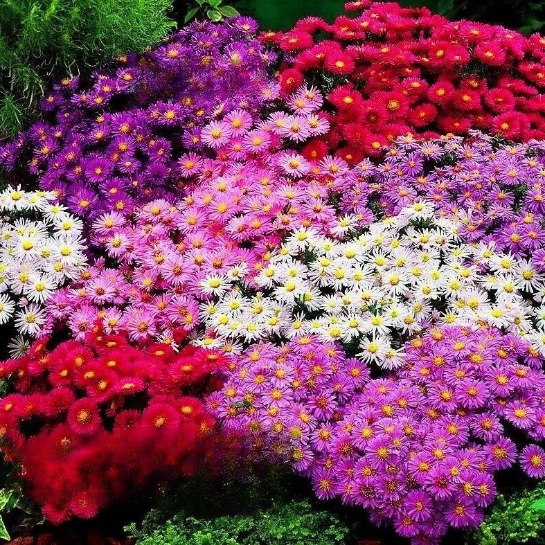 Aster dwarf 'Pinocchio' mixed - 300 seeds (Callistephus chinensis)