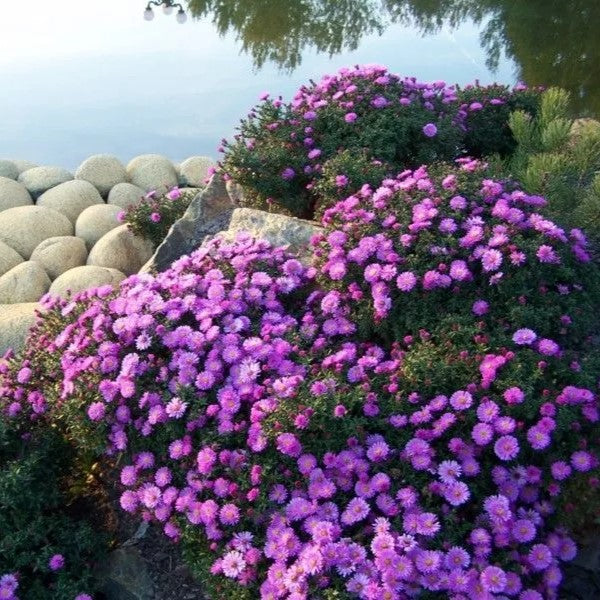 Aster dwarf 'Pinocchio' mixed - 300 seeds (Callistephus chinensis)