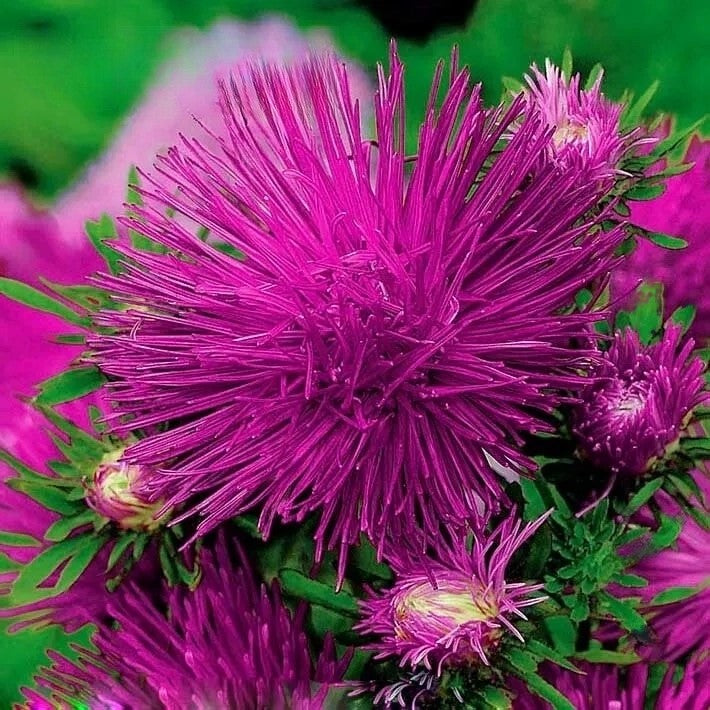 Needle aster purple - 300 seeds (Callistephus chinensis)