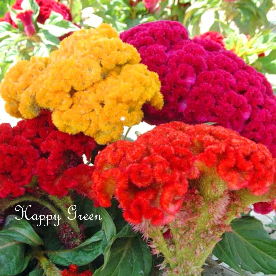 Cockscomb flower mix - 1000 seeds (Celosia Cristata)