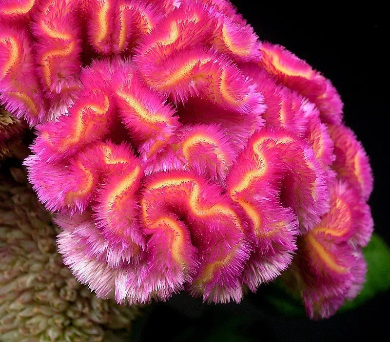 Cockscomb flower mix - 1000 seeds (Celosia Cristata)