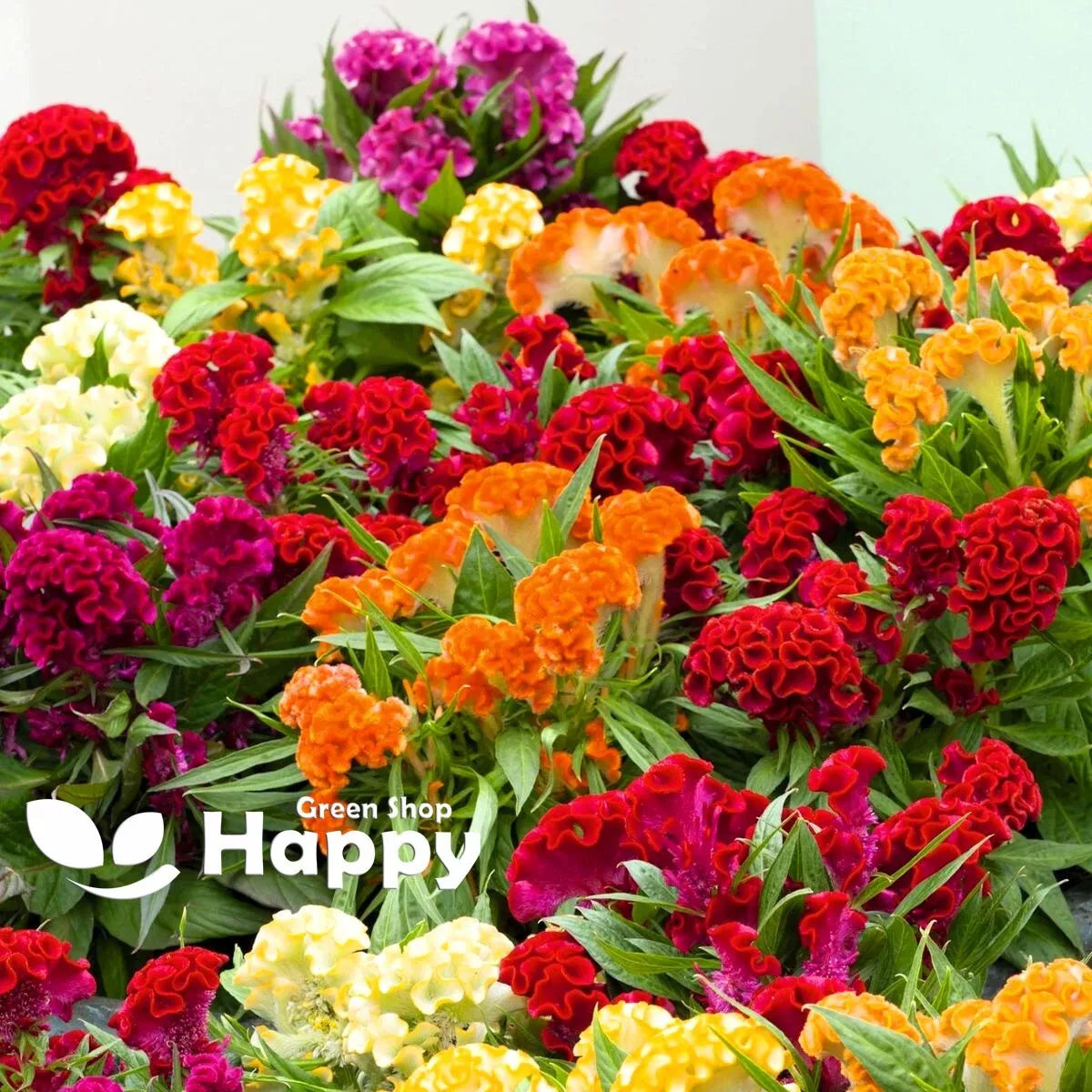 Cockscomb flower mix - 1000 seeds (Celosia Cristata)