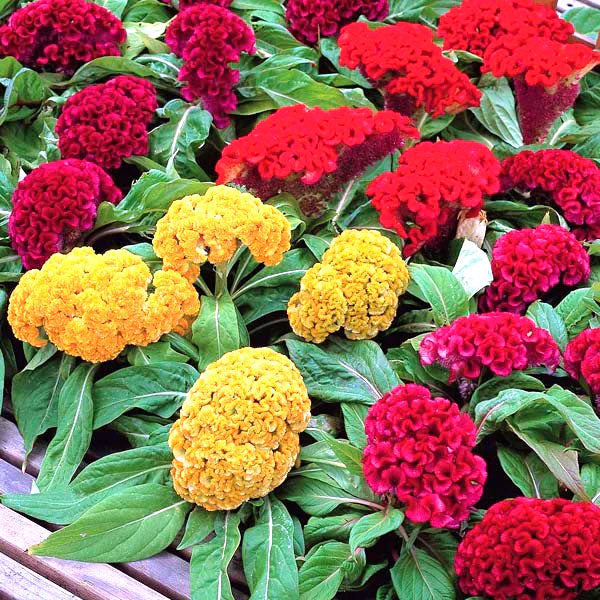 Cockscomb dwarf mix - 600 seeds (Celosia Cristata nana)