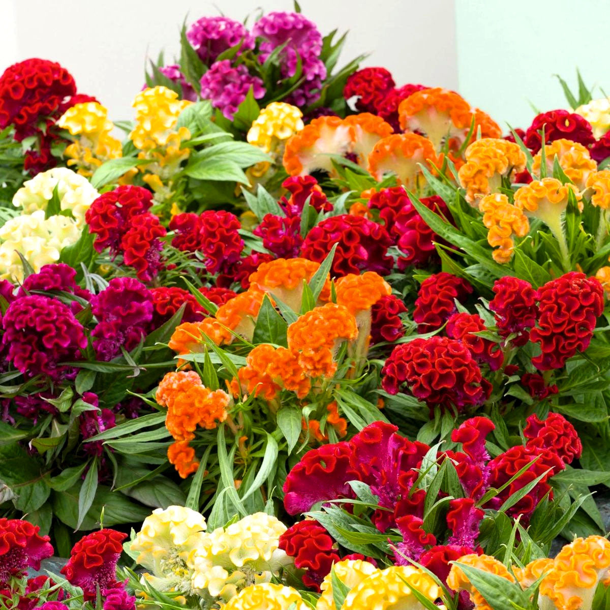 Cockscomb dwarf mix - 600 seeds (Celosia Cristata nana)