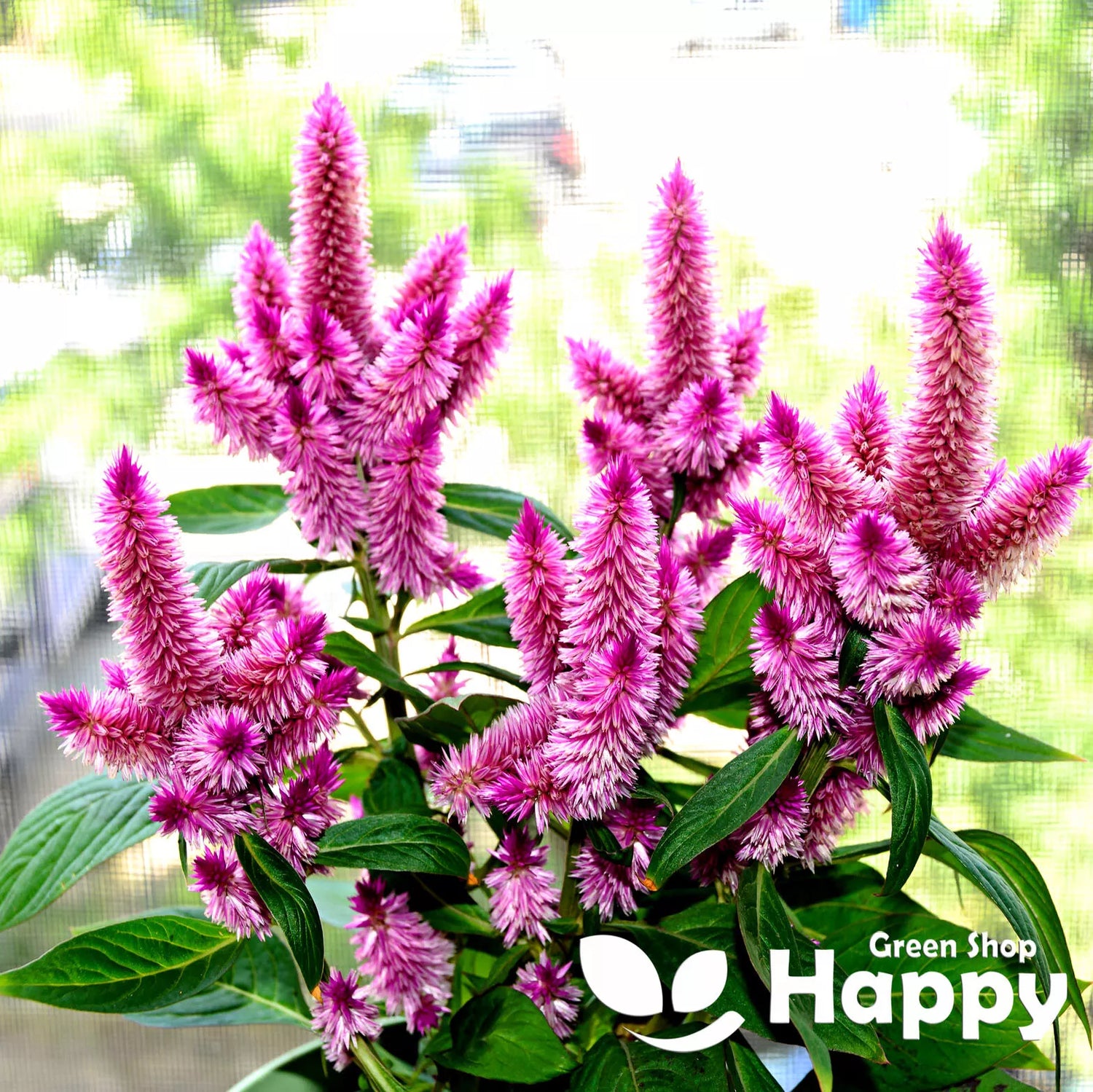 Celosia 'Flamingo feather' - 250 seeds (Celosia spicata)