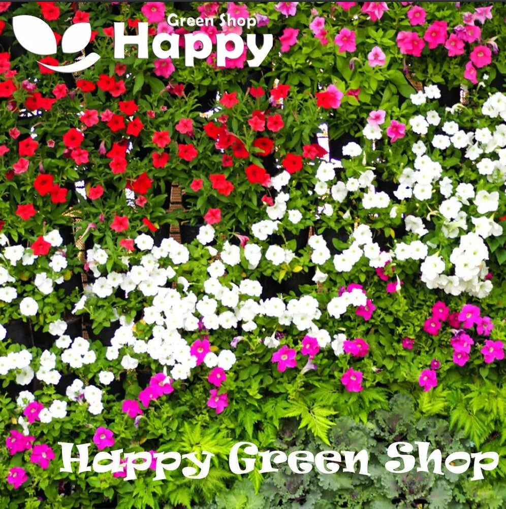 Madagascar Periwinkle Vinca Rosea Dwarf - 80 seeds (Catharanthus roseus)