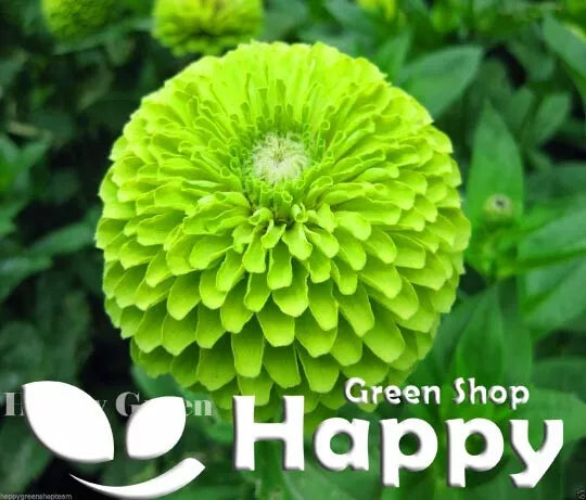 Zinnia dahlia 'Envy' lime - 250 seeds (Zinnia elegans)