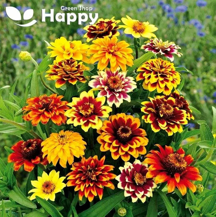 Mexican Zinnia mix - 200 seeds (Zinnia haageana)