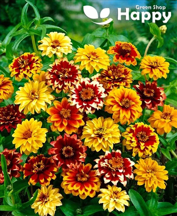 Mexican Zinnia mix - 200 seeds (Zinnia haageana)