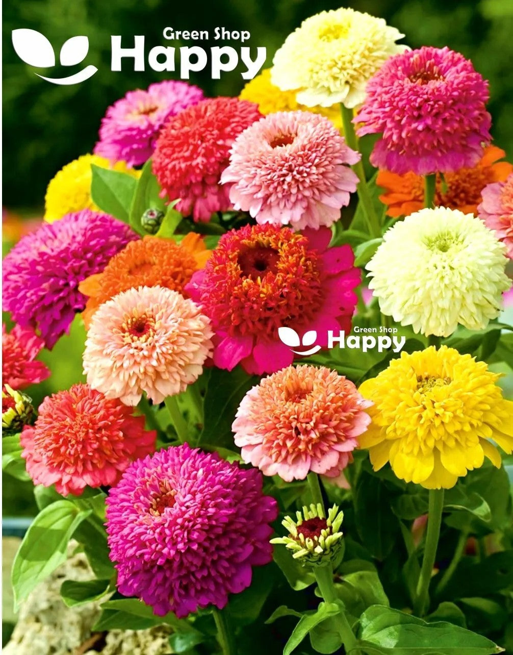 Zinnia Scabiosa flowered mix - 150 seeds (Zinnia elegans)
