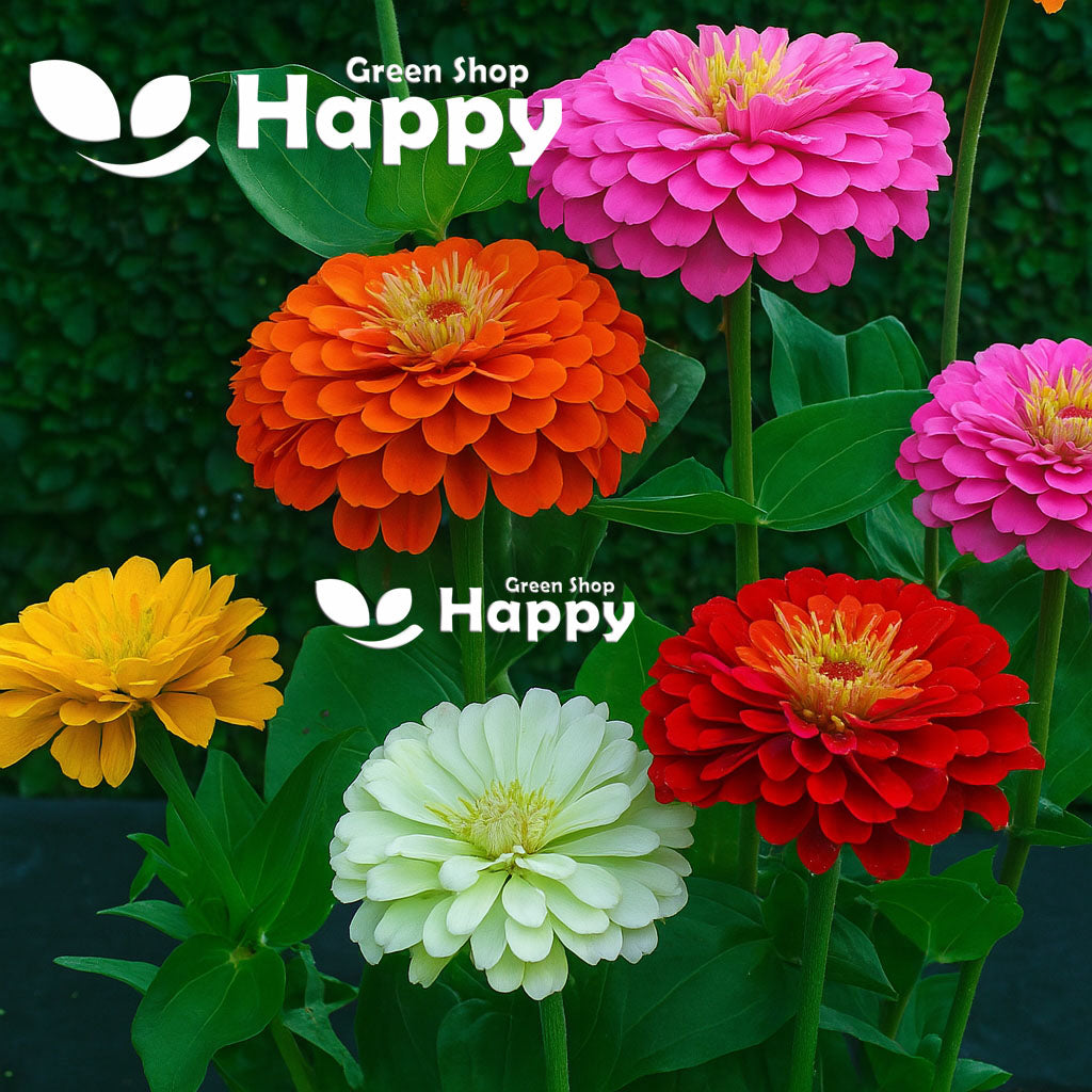 Zinnia dahlia tall mixed - 300 seeds (Zinnia elegans)