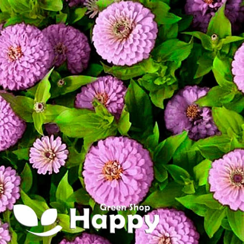 Zinnia dahlia 'Dream' pastel purple - 240 seeds (Zinnia elegans)