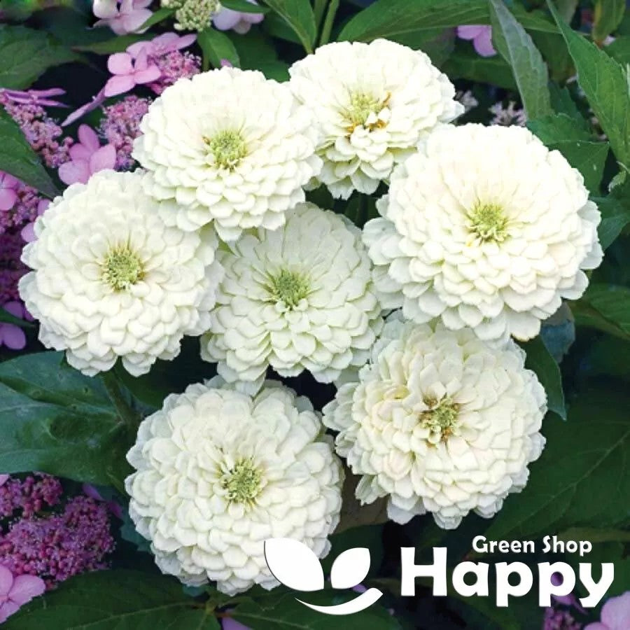 Zinnia dahlia 'Polar bear' - 150 seeds (Zinnia elegans)