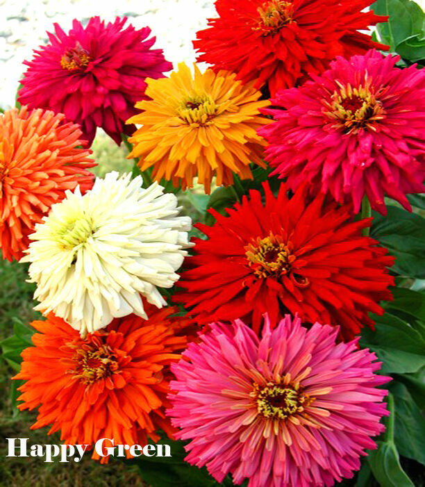 Zinnia 'Super cactus' mix - 120 seeds (Zinnia elegans chrysantha)