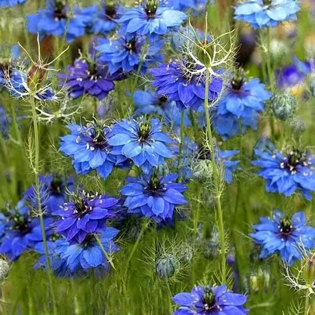 Love in a mist 'Miss Jekyll' indigo blue - 1800 seeds (Nigella damascena)