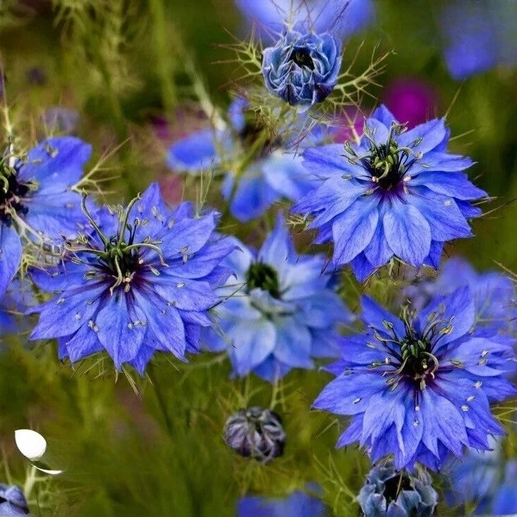 Love in a mist 'Miss Jekyll' indigo blue - 1800 seeds (Nigella damascena)