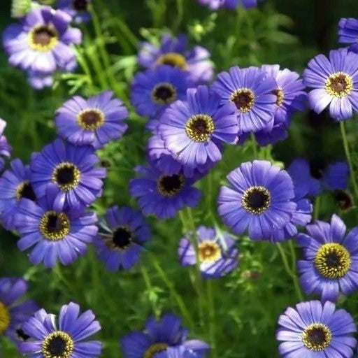 Swan river daisy Mixed - 5500 seeds (Brachyscome iberidifolia)
