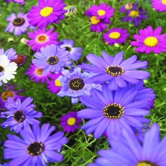 Swan river daisy Mixed - 5500 seeds (Brachyscome iberidifolia)
