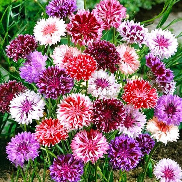 Cornflower double 'Frosty' mix - 1200 seeds (Centaurea cyanus)