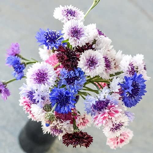 Cornflower double 'Frosty' mix - 1200 seeds (Centaurea cyanus)