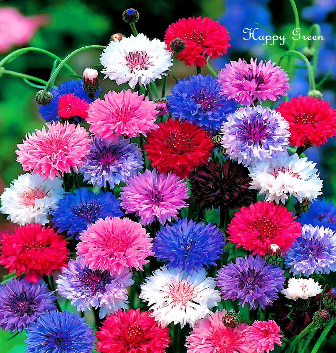 Dwarf Cornflower double 'Polka Dot' Mix - 1000 seeds (Centaurea cyanus nana)